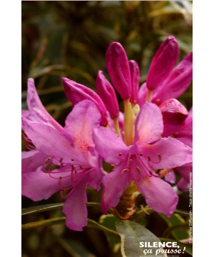 Rhododendron pontique panache 80cm de Plantes Silence ça pousse dans Plantes à petits fruits (kiwi, myrtilles, groseilles, ca...