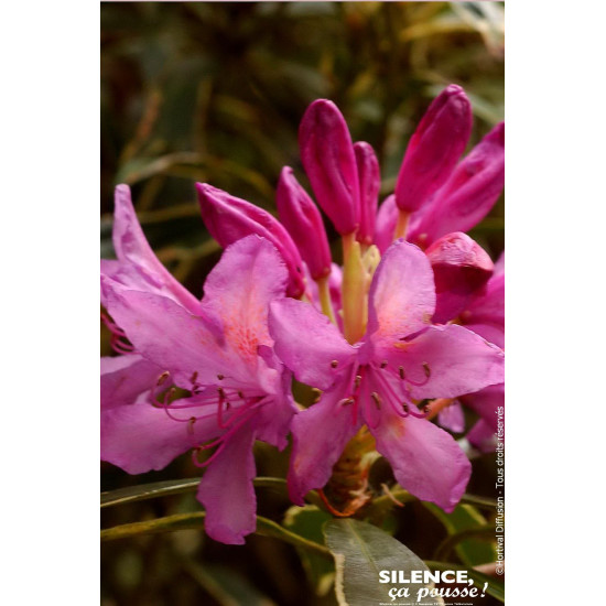 Rhododendron pontique panache 80cm de Plantes Silence ça pousse dans Plantes à petits fruits (kiwi, myrtilles, groseilles, ca...
