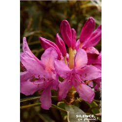 Rhododendron pontique panache 80cm de Plantes Silence ça pousse dans Plantes à petits fruits (kiwi, myrtilles, groseilles, ca...