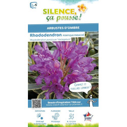 Rhododendron pontique panache 80cm de Plantes Silence ça pousse dans Plantes à petits fruits (kiwi, myrtilles, groseilles, ca...