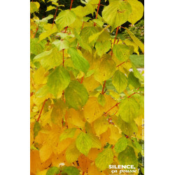 Cornouillier sanguin Magic Flame 120cm de Plantes Silence ça pousse dans ZZ hortival