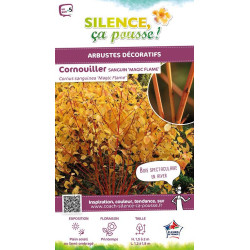 Cornouillier sanguin Magic Flame 120cm de Plantes Silence ça pousse dans ZZ hortival