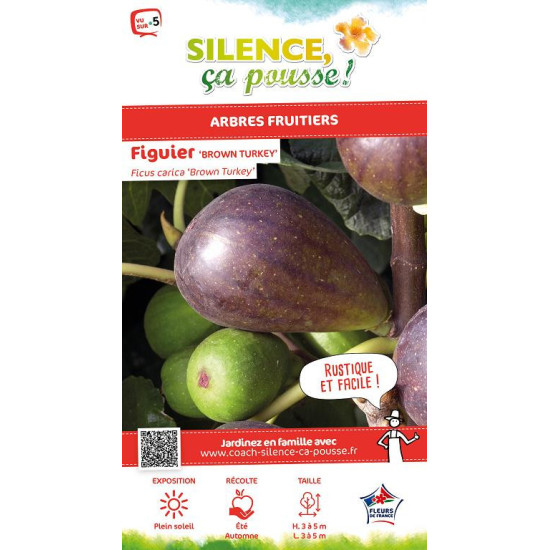 Figuier Brown Turkey 120cm Silence ca pousse de Plantes Silence ça pousse dans Fruitiers en livraison