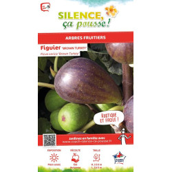 Figuier Brown Turkey 120cm Silence ca pousse de Plantes Silence ça pousse dans Fruitiers en livraison