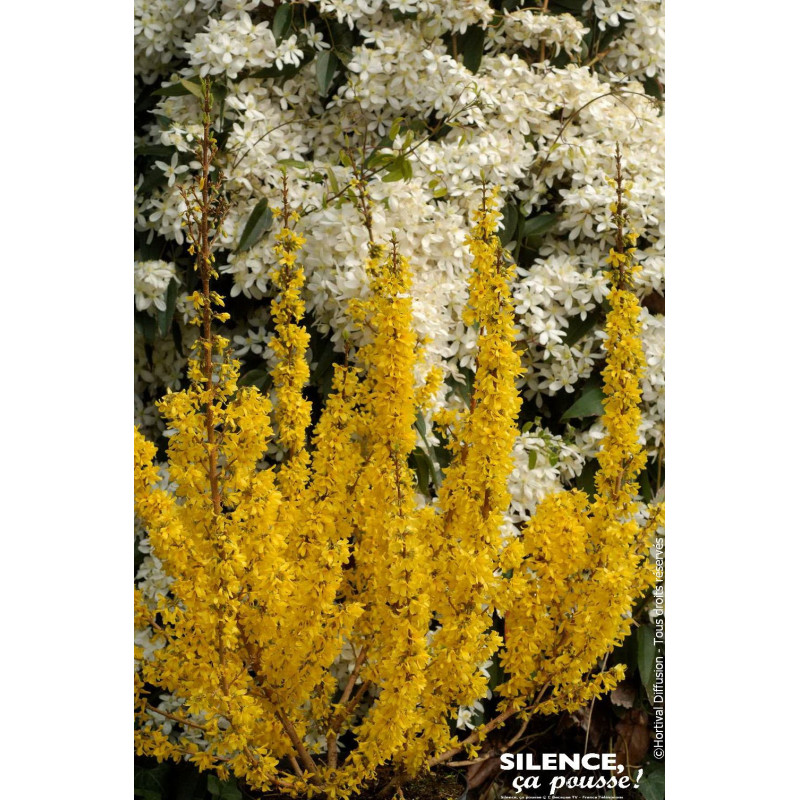 Forsythia MIKADOR 120cm Silence ca pousse de Plantes Silence ça pousse dans ZZ hortival