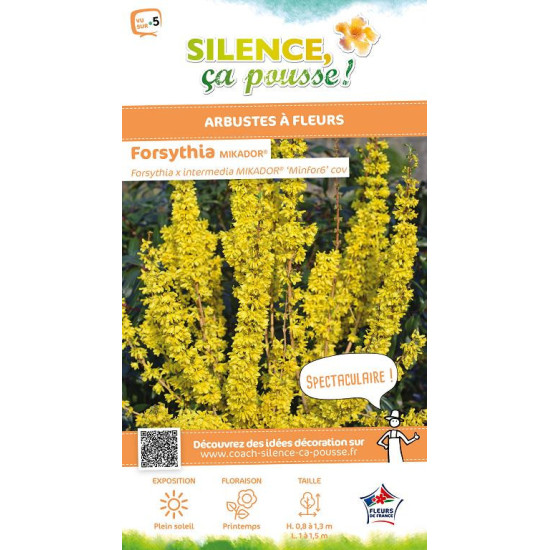 Forsythia MIKADOR 120cm Silence ca pousse de Plantes Silence ça pousse dans ZZ hortival