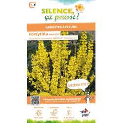 Forsythia MIKADOR 120cm Silence ca pousse de Plantes Silence ça pousse dans ZZ hortival