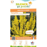 Forsythia MIKADOR 120cm Silence ca pousse de Plantes Silence ça pousse dans ZZ hortival