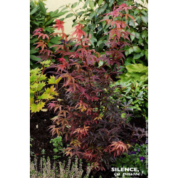 Erable du Japon Skeeters broom 120cm de Plantes Silence ça pousse dans Plantes à petits fruits (kiwi, myrtilles, groseilles, ...