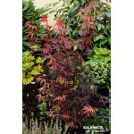Erable du Japon Skeeters broom 120cm de Plantes Silence ça pousse dans Plantes à petits fruits (kiwi, myrtilles, groseilles, ...