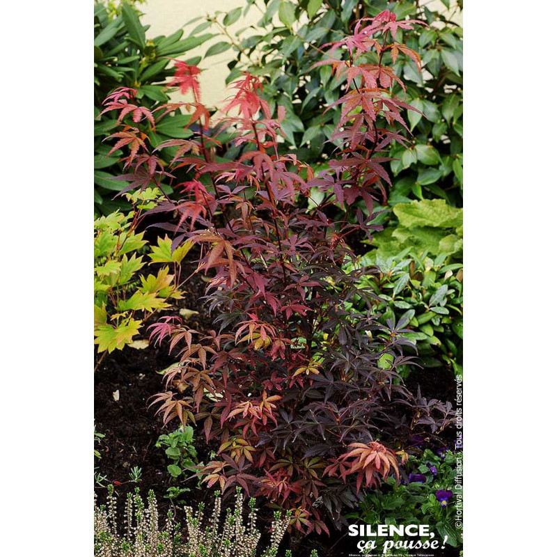 Erable du Japon Skeeters broom 120cm de Plantes Silence ça pousse dans Plantes à petits fruits (kiwi, myrtilles, groseilles, ...
