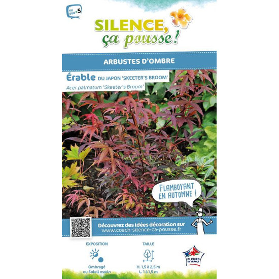 Erable du Japon Skeeters broom 120cm de Plantes Silence ça pousse dans Plantes à petits fruits (kiwi, myrtilles, groseilles, ...
