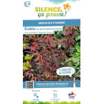 Erable du Japon Skeeters broom 120cm de Plantes Silence ça pousse dans Plantes à petits fruits (kiwi, myrtilles, groseilles, ...