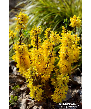 Forsythia Nimbus 80cm Silence ca pousse de Plantes Silence ça pousse dans Arbustes caducs en livraison