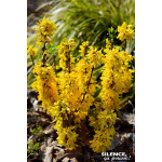Forsythia Nimbus 80cm Silence ca pousse de Plantes Silence ça pousse dans Arbustes caducs en livraison