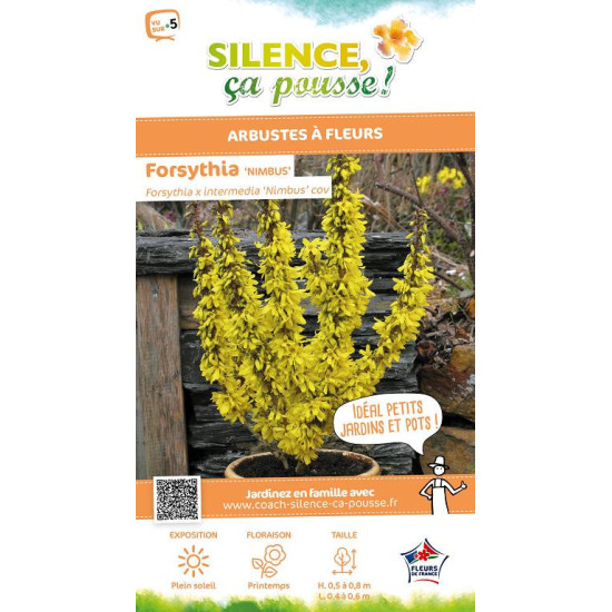 Forsythia Nimbus 80cm Silence ca pousse de Plantes Silence ça pousse dans Arbustes caducs en livraison