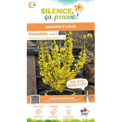 Forsythia Nimbus 80cm Silence ca pousse de Plantes Silence ça pousse dans Arbustes caducs en livraison