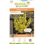 Forsythia Nimbus 80cm Silence ca pousse de Plantes Silence ça pousse dans Arbustes caducs en livraison