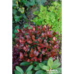 Photinia hybride Little Red Robin 50cm de Plantes Silence ça pousse dans Arbustes persistants en livraison