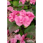 Hortensia Zorro rose 50cm Silence ca pousse de Plantes Silence ça pousse dans Plantes à petits fruits (kiwi, myrtilles, grose...