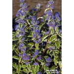 Barbe bleue White Surprise 80cm de Plantes Silence ça pousse dans Arbustes caducs en livraison
