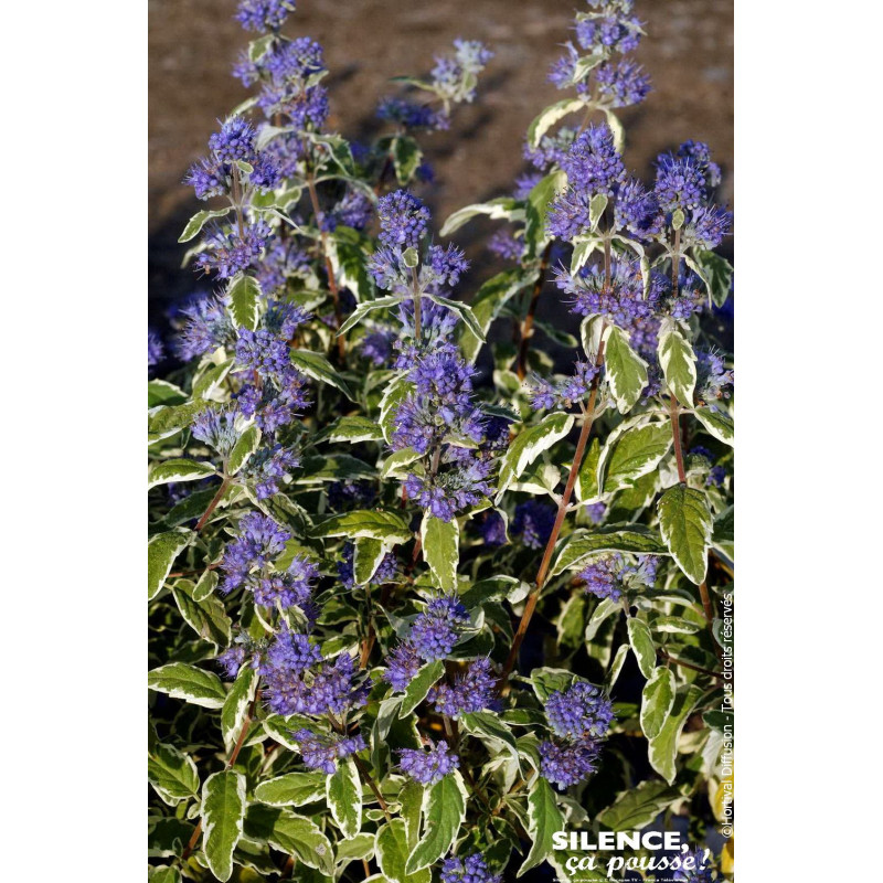 Barbe bleue White Surprise 80cm de Plantes Silence ça pousse dans Arbustes caducs en livraison