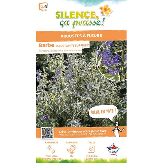 Barbe bleue White Surprise 80cm de Plantes Silence ça pousse dans Arbustes caducs en livraison