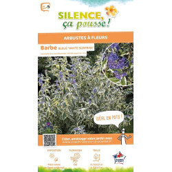 Barbe bleue White Surprise 80cm de Plantes Silence ça pousse dans Arbustes caducs en livraison