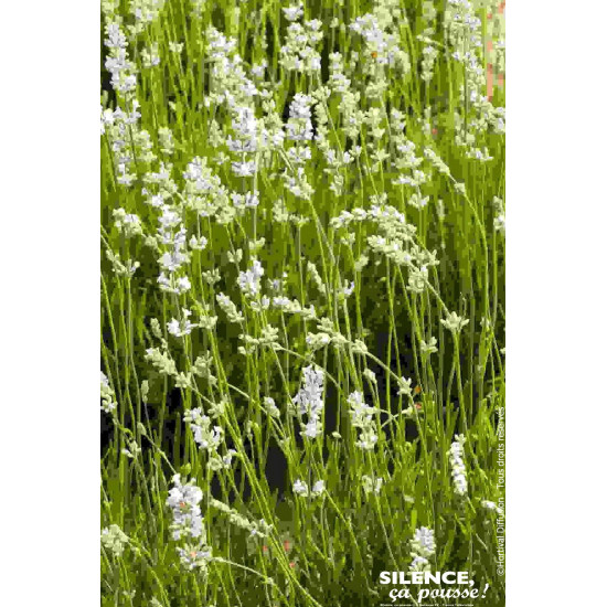 Lavande Edelweiss, lavandin blanc 50cm de Plantes Silence ça pousse dans Arbustes persistants en livraison