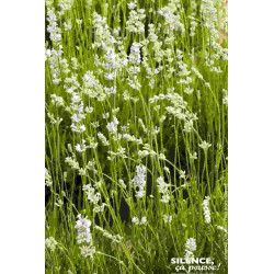 Lavande Edelweiss, lavandin blanc 50cm de Plantes Silence ça pousse dans Arbustes persistants en livraison