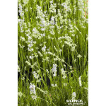 Lavande Edelweiss, lavandin blanc 50cm de Plantes Silence ça pousse dans Arbustes persistants en livraison