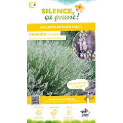 Lavande Edelweiss, lavandin blanc 50cm de Plantes Silence ça pousse dans Arbustes persistants en livraison