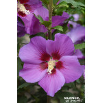 Hibiscus RUSSIAN VIOLET II, Althea 100cm de Plantes Silence ça pousse dans ZZ hortival