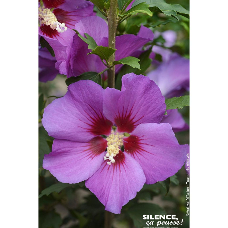 Hibiscus RUSSIAN VIOLET II, Althea 100cm de Plantes Silence ça pousse dans ZZ hortival