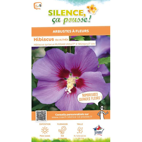 Hibiscus RUSSIAN VIOLET II, Althea 100cm de Plantes Silence ça pousse dans ZZ hortival