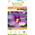 Hibiscus RUSSIAN VIOLET II, Althea 100cm de Plantes Silence ça pousse dans ZZ hortival