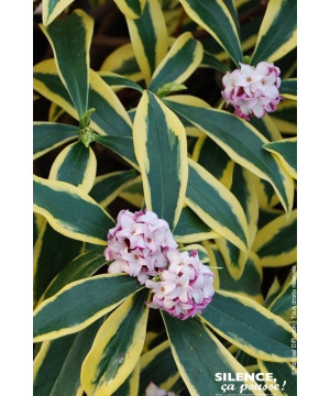 Daphne odorant MARIANNI 80cm Silence ca pousse de Plantes Silence ça pousse dans Plantes à petits fruits (kiwi, myrtilles, gr...