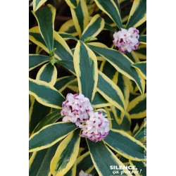 Daphne odorant MARIANNI 80cm Silence ca pousse de Plantes Silence ça pousse dans Plantes à petits fruits (kiwi, myrtilles, gr...