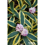 Daphne odorant MARIANNI 80cm Silence ca pousse de Plantes Silence ça pousse dans Plantes à petits fruits (kiwi, myrtilles, gr...
