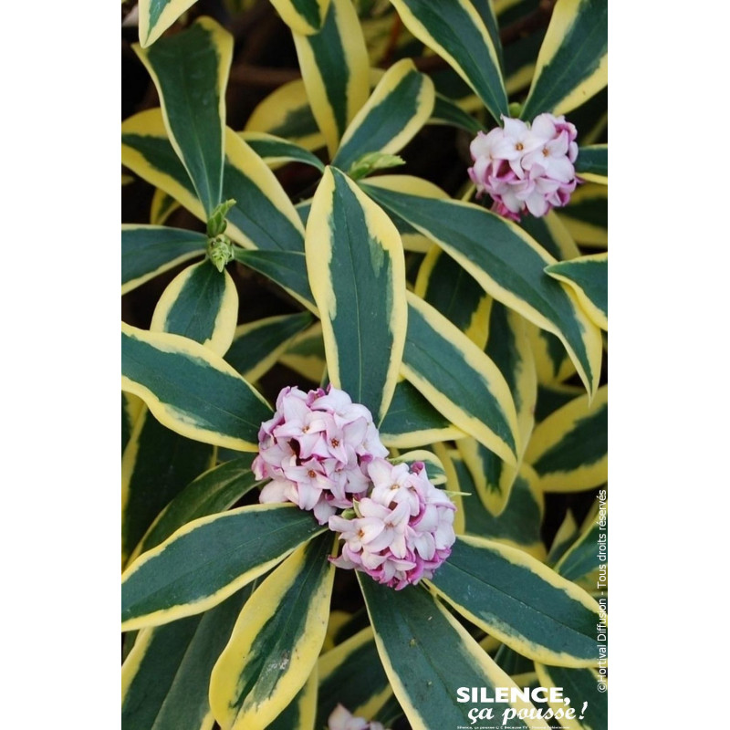 Daphne odorant MARIANNI 80cm Silence ca pousse de Plantes Silence ça pousse dans Plantes à petits fruits (kiwi, myrtilles, gr...