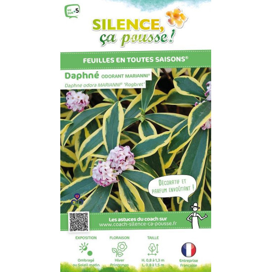 Daphne odorant MARIANNI 80cm Silence ca pousse de Plantes Silence ça pousse dans Plantes à petits fruits (kiwi, myrtilles, gr...