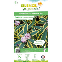 Daphne odorant MARIANNI 80cm Silence ca pousse de Plantes Silence ça pousse dans Plantes à petits fruits (kiwi, myrtilles, gr...