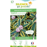Daphne odorant MARIANNI 80cm Silence ca pousse de Plantes Silence ça pousse dans Plantes à petits fruits (kiwi, myrtilles, gr...
