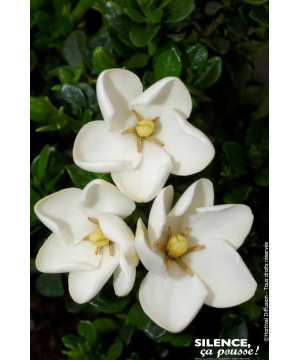 GARDENIA JASM,KLEIMS HARDY C4,5 TF/BU de Plantes Silence ça pousse dans Plantes à petits fruits (kiwi, myrtilles, groseilles,...