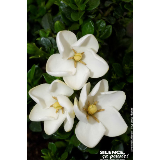 GARDENIA JASM,KLEIMS HARDY C4,5 TF/BU de Plantes Silence ça pousse dans Plantes à petits fruits (kiwi, myrtilles, groseilles,...