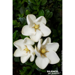 GARDENIA JASM,KLEIMS HARDY C4,5 TF/BU de Plantes Silence ça pousse dans Plantes à petits fruits (kiwi, myrtilles, groseilles,...