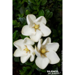 GARDENIA JASM,KLEIMS HARDY C4,5 TF/BU de Plantes Silence ça pousse dans Plantes à petits fruits (kiwi, myrtilles, groseilles,...