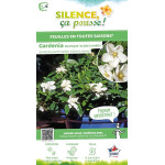 GARDENIA JASM,KLEIMS HARDY C4,5 TF/BU de Plantes Silence ça pousse dans Plantes à petits fruits (kiwi, myrtilles, groseilles,...