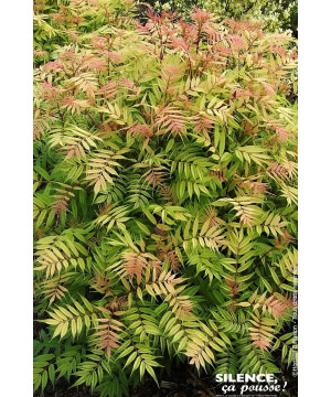 Sorbaire a feuilles de sorbier Sem 80cm de Plantes Silence ça pousse dans Arbustes caducs en livraison