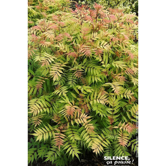 Sorbaire a feuilles de sorbier Sem 80cm de Plantes Silence ça pousse dans Arbustes caducs en livraison